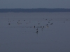 Gänsesäger