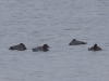 enten (1)