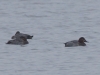 enten (2)