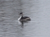 taucher (1)