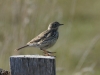 Wiesenpiper (2)