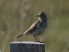 Wiesenpiper (3)