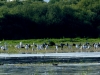 Silberreiher (1)