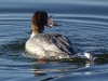 Gänsesäger (1)