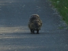Nutria-1