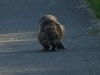 Nutria-2