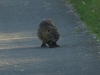 Nutria-4