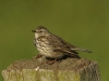 Wiesenpiper