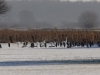 reiher-2