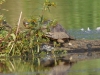 Sumpfschildkröte