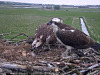 Fuetteung-1napshot