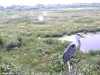 Reiher-01