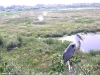 Reiher
