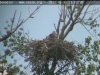 seeadler2