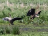 10_gaensekrimi