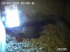 Turmfalke 7 Eier 24-04-2020