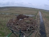 Fischadler16-03-31_15-49-09-17