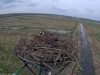 Fischadler16-03-31_16-19-07-14