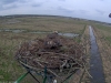 Fischadler16-03-31_16-19-33-64