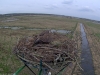 Fischadler16-03-31_16-47-15-63