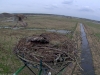 Fischadler16-03-31_16-47-16-16
