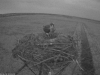 Fischadler16-04-14_21-02-10-36