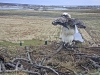 Fischadler218-04-04_14-31-38-32