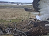 Fischadler218-04-04_15-27-07-64