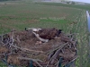 Fischadler18-04-23_16-51-41-10