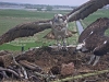 Fischadler218-04-24_12-31-13-84