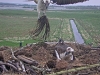 Fischadler218-04-24_12-32-51-52