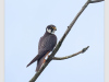 Baumfalke