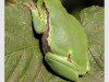 Laubfrosch