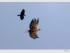 Seeadler