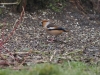 Kernbeisser-