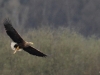 a-seeadler-2