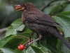 7-amsel-jungvogel