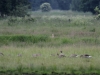 1-seeadler-mit-graugaensen