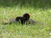 4-amsel