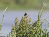 2-blaukehlchen-vogelbiotop