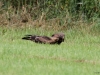 11-schwarzmilan-alt-u-jungvogel