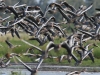 1-graugaense-in-heller-aufregung-kleines-vogelbiotop