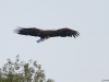 10-seeadler-zieht-hoch-beendet-die-verfolgung-und-fliegt-zum-horst-zurueck