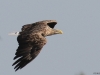 2-seeadler-wohl-noch-ohne-konkretes-opfer