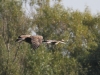 7-seeadler-kommt-beaengstigend-der-gans-nahe