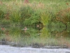 1-tuepfelsumpfhuhn-vogelbiotop-katzenhide-gegenueberliegendes-ufer