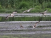 3-grosser-brachvogel