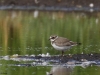 3-sandregenpfeifer-jungvogel