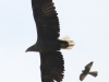 3-seeadler-mit-turmfalke-groessenvergleich