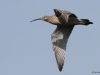 6-grosser-brachvogel-kleines-vogelbiotop